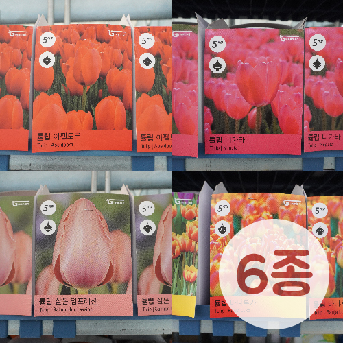 ����-ƫ��(Tulip) ������ 6��