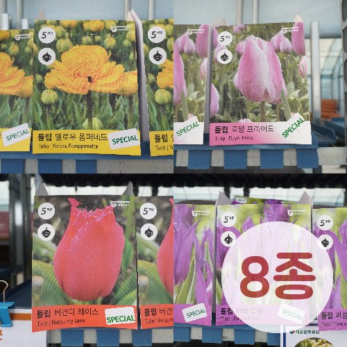 ����-ƫ��(Tulip) ����� 8��