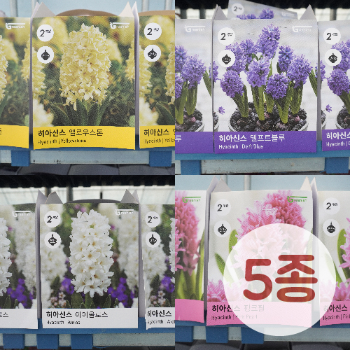 ����-���ƽŽ�(Hyacinth) 5��