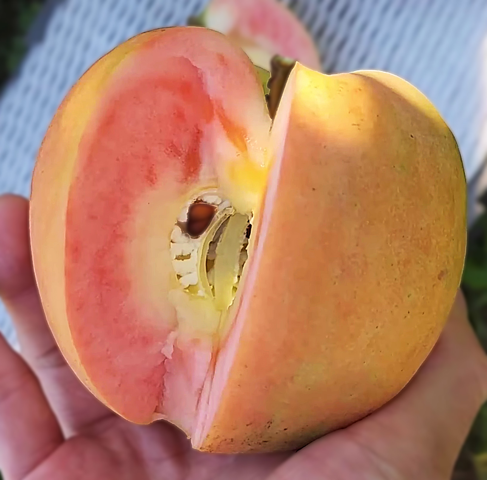 �������-������(Moon Rouge)